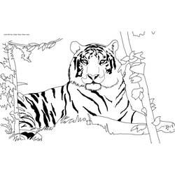 Disegno da colorare: Tigre (Animali) #13590 - Pagine da Colorare Stampabili Gratuite
