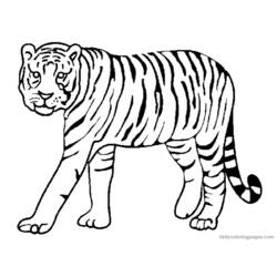 Disegno da colorare: Tigre (Animali) #13591 - Pagine da Colorare Stampabili Gratuite
