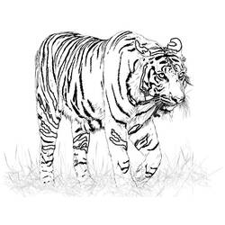 Disegno da colorare: Tigre (Animali) #13599 - Pagine da Colorare Stampabili Gratuite