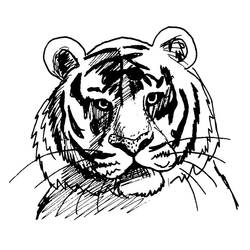 Disegno da colorare: Tigre (Animali) #13610 - Pagine da Colorare Stampabili Gratuite