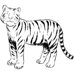 Disegno da colorare: Tigre (Animali) #13621 - Pagine da Colorare Stampabili Gratuite