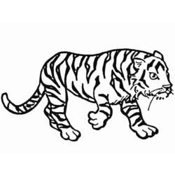 Disegno da colorare: Tigre (Animali) #13629 - Pagine da Colorare Stampabili Gratuite