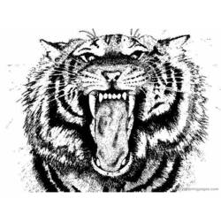 Disegno da colorare: Tigre (Animali) #13679 - Pagine da Colorare Stampabili Gratuite