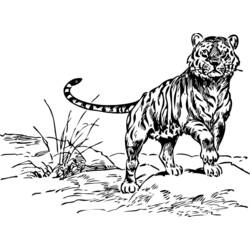 Disegno da colorare: Tigre (Animali) #13710 - Pagine da Colorare Stampabili Gratuite