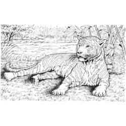 Disegno da colorare: Tigre (Animali) #13742 - Pagine da Colorare Stampabili Gratuite