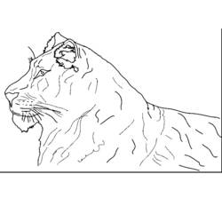 Disegno da colorare: Tigre (Animali) #13758 - Pagine da Colorare Stampabili Gratuite