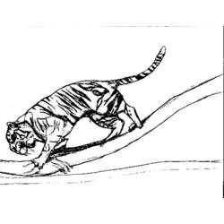 Disegno da colorare: Tigre (Animali) #13760 - Pagine da Colorare Stampabili Gratuite