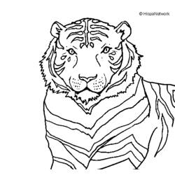Disegno da colorare: Tigre (Animali) #13772 - Pagine da Colorare Stampabili Gratuite