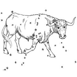 Disegno da colorare: Toro (Animali) #13791 - Pagine da Colorare Stampabili Gratuite