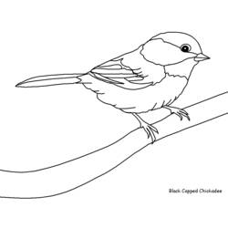 Disegno da colorare: Uccelli (Animali) #11845 - Pagine da Colorare Stampabili Gratuite
