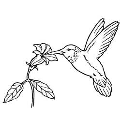Disegno da colorare: Uccelli (Animali) #11852 - Pagine da Colorare Stampabili Gratuite
