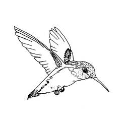 Disegno da colorare: Uccelli (Animali) #11864 - Pagine da Colorare Stampabili Gratuite