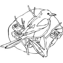 Disegno da colorare: Uccelli (Animali) #11888 - Pagine da Colorare Stampabili Gratuite