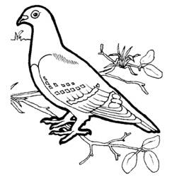 Disegno da colorare: Uccelli (Animali) #11902 - Pagine da Colorare Stampabili Gratuite