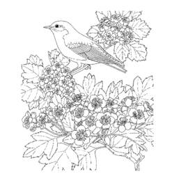Disegno da colorare: Uccelli (Animali) #11916 - Pagine da Colorare Stampabili Gratuite