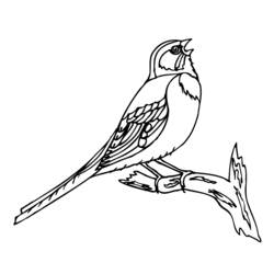 Disegno da colorare: Uccelli (Animali) #11922 - Pagine da Colorare Stampabili Gratuite