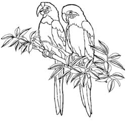 Disegno da colorare: Uccelli (Animali) #11927 - Pagine da Colorare Stampabili Gratuite