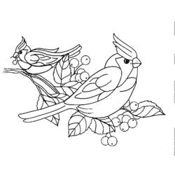 Disegno da colorare: Uccelli (Animali) #11928 - Pagine da Colorare Stampabili Gratuite