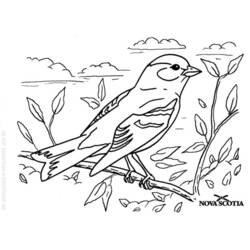 Disegno da colorare: Uccelli (Animali) #11936 - Pagine da Colorare Stampabili Gratuite