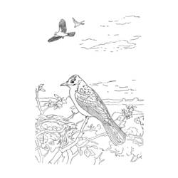 Disegno da colorare: Uccelli (Animali) #11938 - Pagine da Colorare Stampabili Gratuite