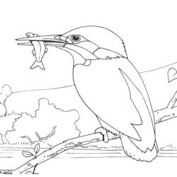 Disegno da colorare: Uccelli (Animali) #11939 - Pagine da Colorare Stampabili Gratuite