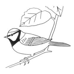 Disegno da colorare: Uccelli (Animali) #11960 - Pagine da Colorare Stampabili Gratuite
