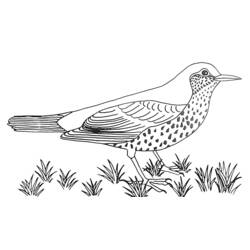 Disegno da colorare: Uccelli (Animali) #11973 - Pagine da Colorare Stampabili Gratuite