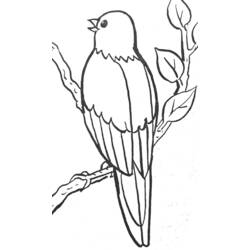 Disegno da colorare: Uccelli (Animali) #11976 - Pagine da Colorare Stampabili Gratuite
