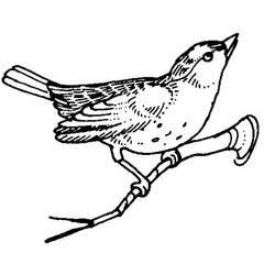 Disegno da colorare: Uccelli (Animali) #11996 - Pagine da Colorare Stampabili Gratuite