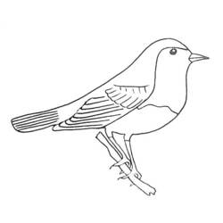 Disegno da colorare: Uccelli (Animali) #12021 - Pagine da Colorare Stampabili Gratuite