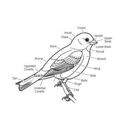 Disegno da colorare: Uccelli (Animali) #12055 - Pagine da Colorare Stampabili Gratuite
