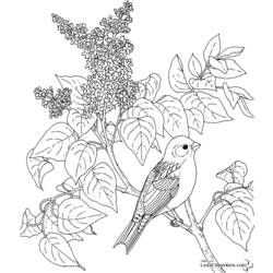 Disegno da colorare: Uccelli (Animali) #12066 - Pagine da Colorare Stampabili Gratuite