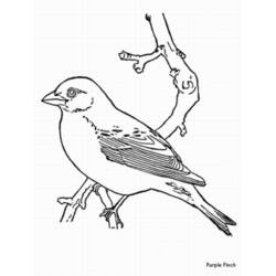 Disegno da colorare: Uccelli (Animali) #12090 - Pagine da Colorare Stampabili Gratuite