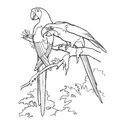 Disegno da colorare: Uccelli (Animali) #12104 - Pagine da Colorare Stampabili Gratuite