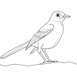 Disegno da colorare: Uccelli (Animali) #12131 - Pagine da Colorare Stampabili Gratuite