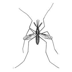 Disegno da colorare: Zanzara (Animali) #11325 - Pagine da Colorare Stampabili Gratuite