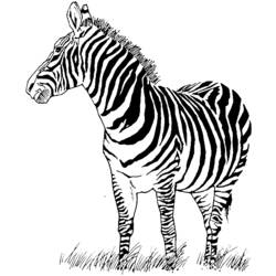Disegno da colorare: Zebra (Animali) #12949 - Pagine da Colorare Stampabili Gratuite