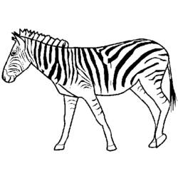 Disegno da colorare: Zebra (Animali) #12953 - Pagine da Colorare Stampabili Gratuite
