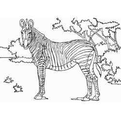 Disegno da colorare: Zebra (Animali) #12956 - Pagine da Colorare Stampabili Gratuite