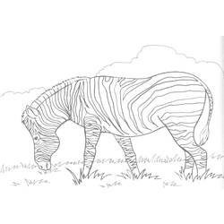 Disegno da colorare: Zebra (Animali) #12958 - Pagine da Colorare Stampabili Gratuite