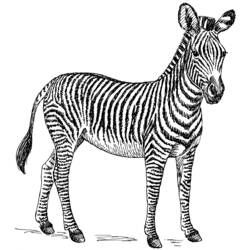 Disegno da colorare: Zebra (Animali) #12960 - Pagine da Colorare Stampabili Gratuite