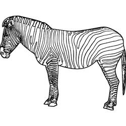 Disegno da colorare: Zebra (Animali) #12961 - Pagine da Colorare Stampabili Gratuite
