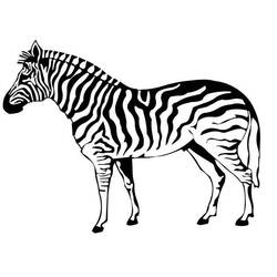 Disegno da colorare: Zebra (Animali) #12963 - Pagine da Colorare Stampabili Gratuite