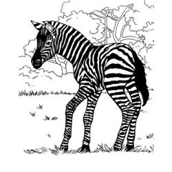 Disegno da colorare: Zebra (Animali) #13027 - Pagine da Colorare Stampabili Gratuite