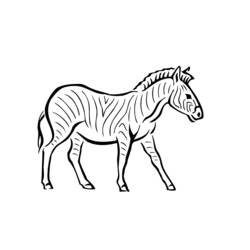 Disegno da colorare: Zebra (Animali) #13032 - Pagine da Colorare Stampabili Gratuite