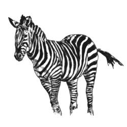 Disegno da colorare: Zebra (Animali) #13036 - Pagine da Colorare Stampabili Gratuite