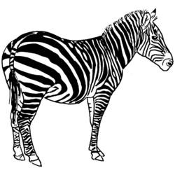 Disegno da colorare: Zebra (Animali) #13039 - Pagine da Colorare Stampabili Gratuite