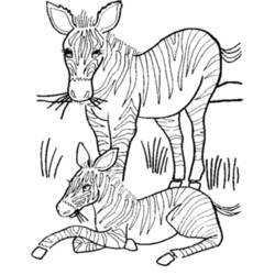 Disegno da colorare: Zebra (Animali) #13051 - Pagine da Colorare Stampabili Gratuite