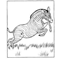 Disegno da colorare: Zebra (Animali) #13058 - Pagine da Colorare Stampabili Gratuite