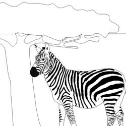 Disegno da colorare: Zebra (Animali) #13075 - Pagine da Colorare Stampabili Gratuite